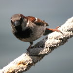 House Sparrow in North Carolina