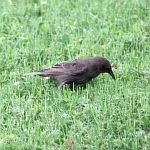 Starlings in North Carolinaa