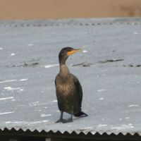 Cormorant on Roof Top - Gatorland Florida
