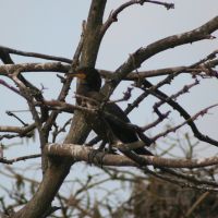 Cormorant in Tree at Gatorland Florida