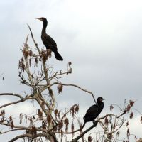 Cormorants in Tree at Gatorland Florida