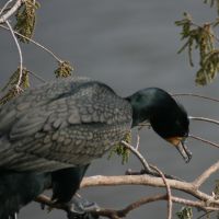 Double-crested Cormorant Gatorland Florida