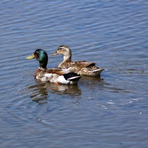 Mallards at Wall Springs Park