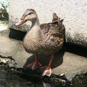 Mallard Duck Palm Harbor Florida