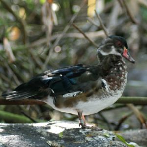 Wood Duck Tampa Florida