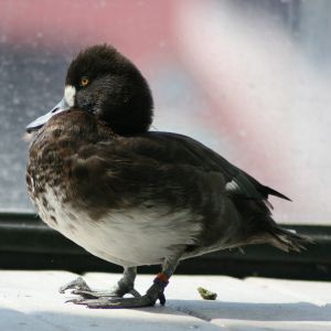 Lesser Scaup