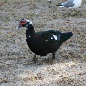 Muscovy Duck Port Richey Florida