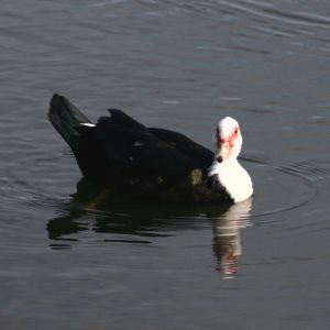 Muscovy Duck Port Richey Florida