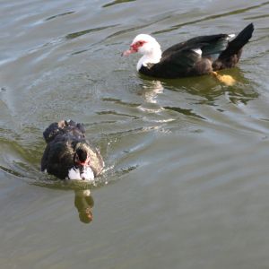 Muscovy Ducks Port Richey Florida