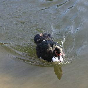 Muscovy Duck Port Richey Florida