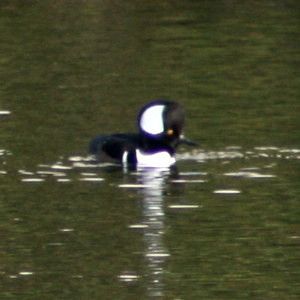 Hooded Merganser