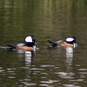 Hooded Merganser