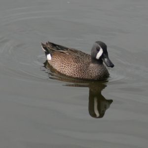 Male Blue-winged Teal