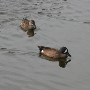 Blue-winged Teal Male and Female