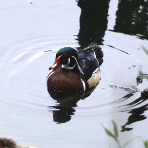 Wood Duck Homosassa Florida