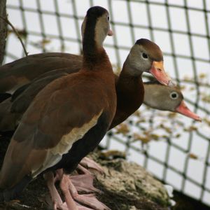 Black-bellied Whistling-Duck