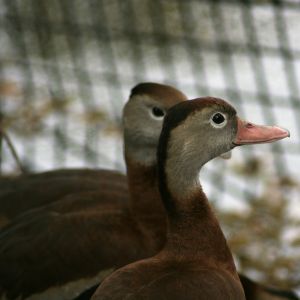 Black-bellied Whistling-Duck