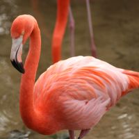 Flamingo at Gatorland Florida