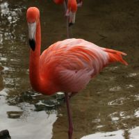 Flamingo at Gatorland Florida
