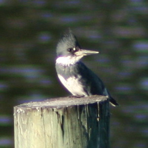 Belted Kingfisher Tarpon Springs Florida