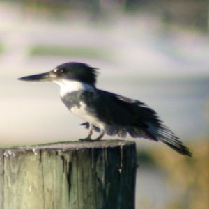 Belted Kingfisher Anclote River