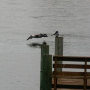 Pelican and Kingfisher