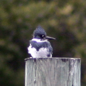 Belted Kingfisher on pier in Florida