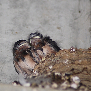 Baby Barn Swallows - Charlotte NC