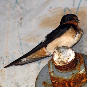 Barn Swallow - Charlotte NC