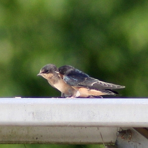 Barn Swallows on bleachers - Charlotte NC