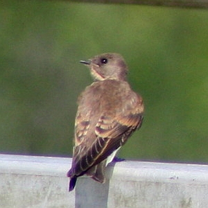 Barn Swallow on bleacher- Charlotte NC
