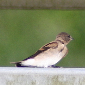 Barn Swallow on bleacher - Charlotte NC