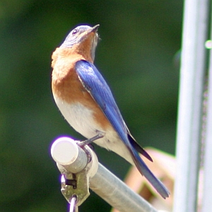 Eastern Bluebird on Feeder