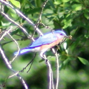 Eastern Bluebird in Tree