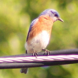 Eastern Bluebird on Power Line