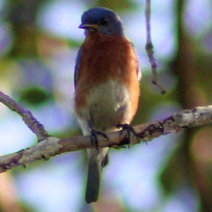 Eastern Bluebird on Tree Branch