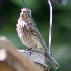 Juvenile Eastern Bluebird on Feeder