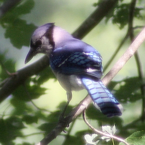 Blue Jay in Tree - Charlotte NC
