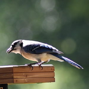 Blue Jay at backyard feeder