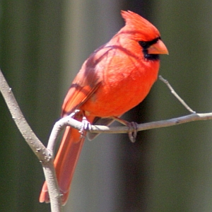 Male Cardinal at Raptor Center Charlotte NC