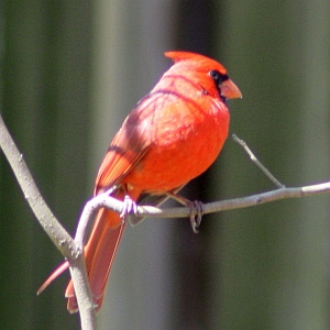 Male Cardinal in North Carolina