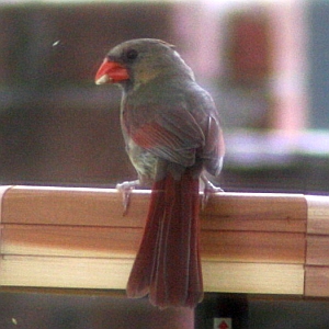 Juvenile Cardinal at Feeder