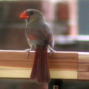 Juvenile Cardinal in North Carolina