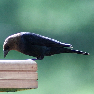 Male Cowbird in feeder