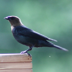 Male Cowbird near Charlotte NC