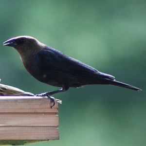 Male Cowbird at feeder