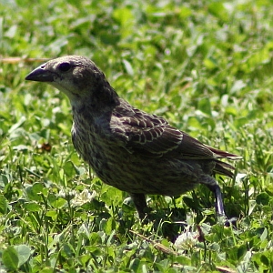 Juvenile Cowbird