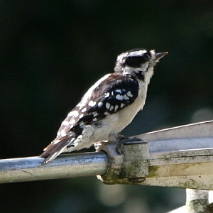 Female Downy Woodpecker in North Carolina