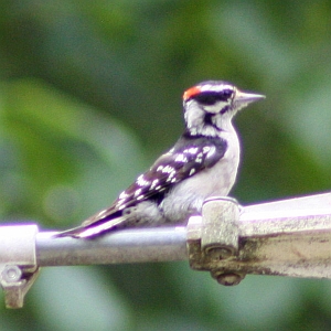 Male Downy Woodpecker in North Carolina