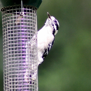 Downy Woodpecker in North Carolina